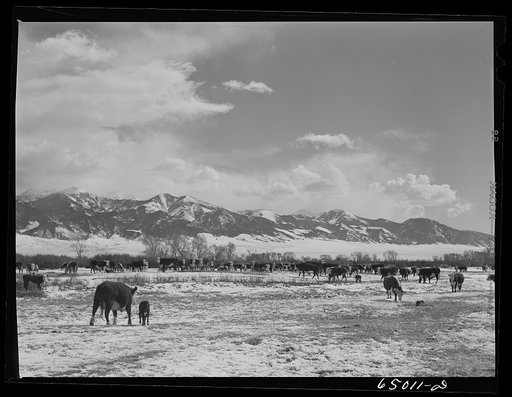 Beaverhead County, Montana. Cattle winter feeding along stream at ranch