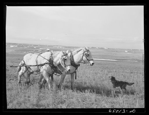 Untitled photo, possibly related to: Garfield County, Montana. Sheepherder