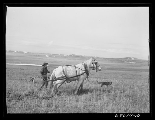 Untitled photo, possibly related to: Garfield County, Montana. Sheepherder