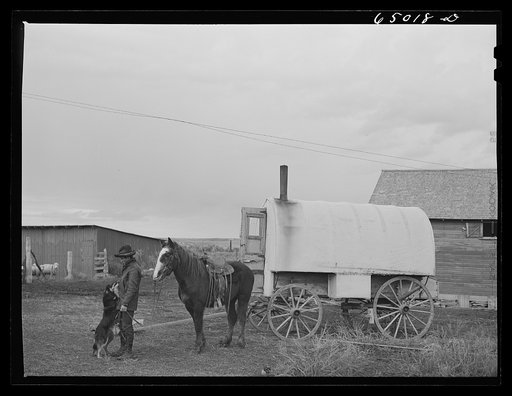 Untitled photo, possibly related to: Garfield County, Montana. Sheepherder and his horse