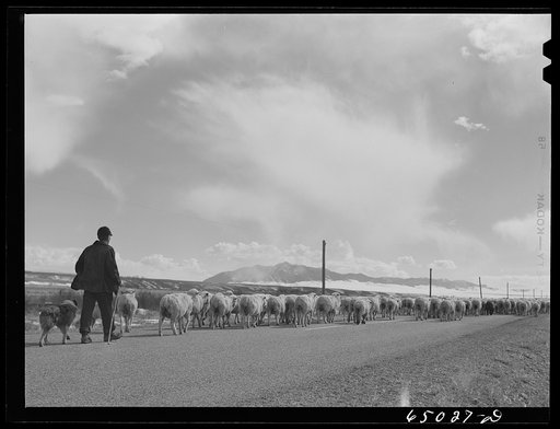 Beaverhead County, Montana. Sheepherder coming down from winter on the range for lambing season