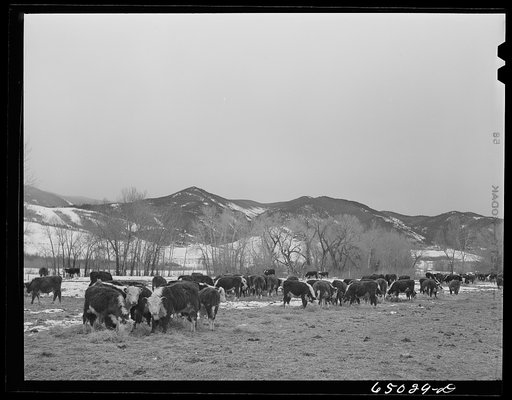 Untitled photo, possibly related to: Beaverhead County, Montana. Cattle winter feeding along stream at ranch