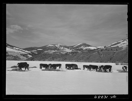 Beaverhead County, Montana. Cattle winter feeding at the north end of the Big Hole Basin