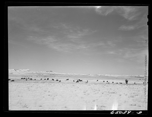 Park County, Montana. Cattle winter feeding
