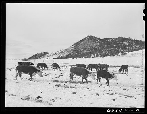Lewis and Clark County, Montana. Winter feedlot