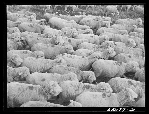 Untitled photo, possibly related to: Granite County, Montana. Sheep ranch