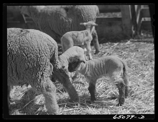 Untitled photo, possibly related to: Beaverhead County, Montana. Sheep ranch of John Reed