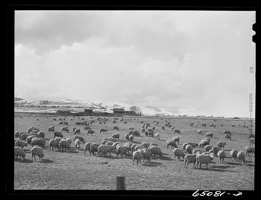 Granite County, Montana. Sheep ranch