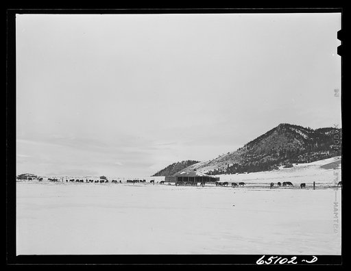 Lewis and Clark County, Montana. Winter feedlot on a ranch