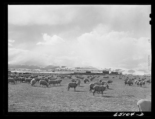 Granite County, Montana. Sheep ranch