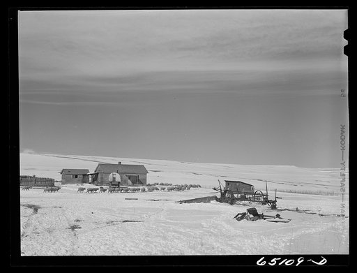 Untitled photo, possibly related to: Park County, Montana. Sheep ranch