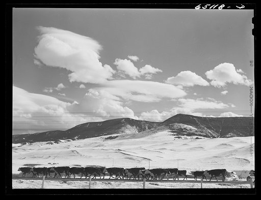 Park County, Montana. Moving cattle to another feedlot