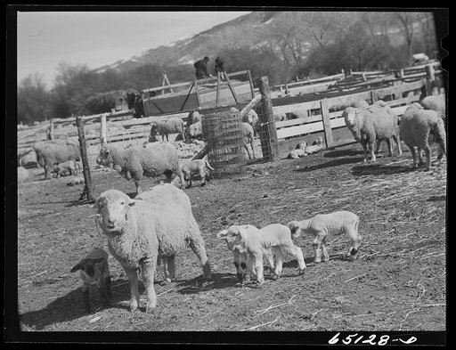 Untitled photo, possibly related to: Beaverhead County, Montana. Sheep ranch of John Reed