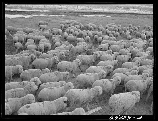 Untitled photo, possibly related to: Wheatland County, Montana. Sheep