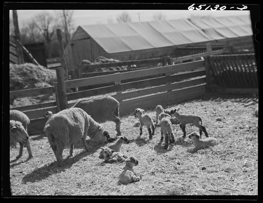 Beaverhead County, Montana. Sheep ranch of John Reed