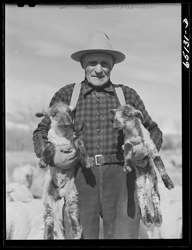 Beaverhead County, Montana. John Reed, former cowpuncher now a sheepman