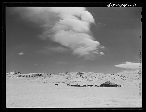 Park County, Montana. Cattle feeding
