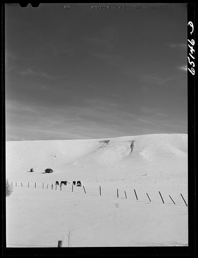 Beaverhead County, Montana. Abandoned stand of dry land farmer