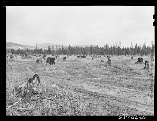 Untitled photo, possibly related to: Flathead Valley special area project, Montana. Some of John Wardnow's land which he intends to clear this year