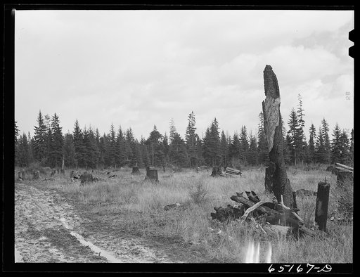 Flathead Valley special area project, Montana. Some of John Wardnow's land which he intends to clear this year