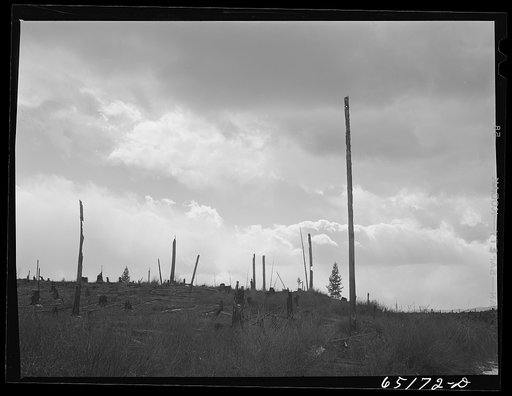 Flathead Valley special area project, Montana. Uncleared land on the Lawrence Thompson farm
