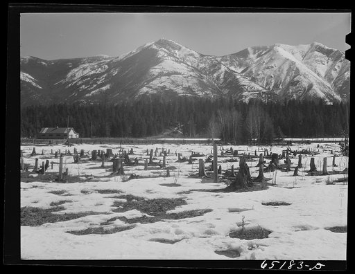 Flathead Valley special area project, Montana. Uncleared land, typical of Flathead Valley, where farmers from the drought area of eastern Montana and Dakotas settled in 1936-1937