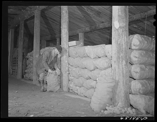 Flathead Valley special area project, Montana. Mr. Bailey, FSA (Farm Security Administration) borrower, in his potato cellar