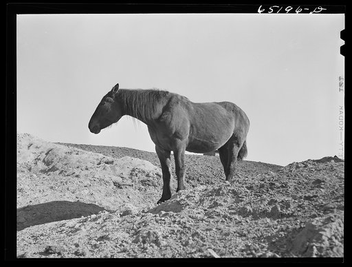 Flathead Valley special area project, Montana. Horse on the Bailey farm