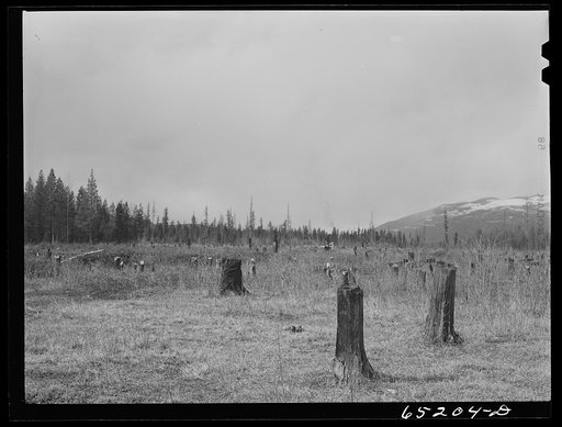 Untitled photo, possibly related to: Flathead Valley special area project, Montana. Burnt-over land