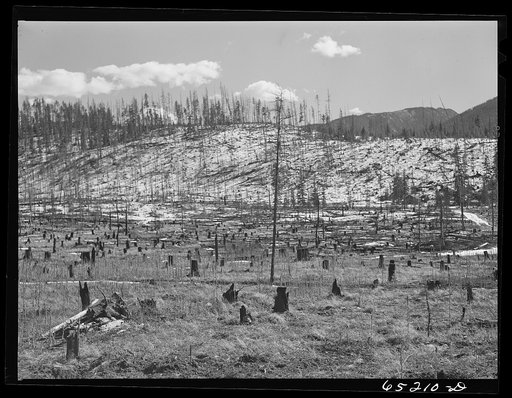 Flathead Valley special area project, Montana. Burnt-over land