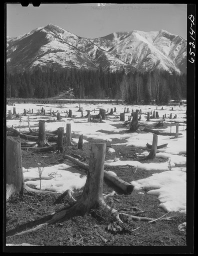 Flathead Valley special area project, Montana. Uncleared land, typical of Flathead Valley, where farmers from the drought area of eastern Montana and Dakotas settled in 1936-1937