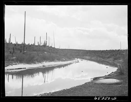 Flathead Valley special area project, Montana. Uncleared land on the Lawrence Thompson farm