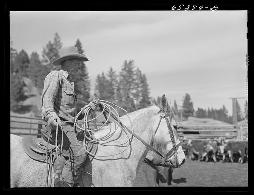 Bitterroot Valley, Ravalli County, Montana. Cowboy