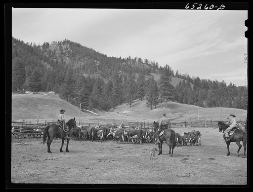 Untitled photo, possibly related to: Bitterroot Valley, Ravalli County, Montana. Driving cattle into corral for branding and dehorning