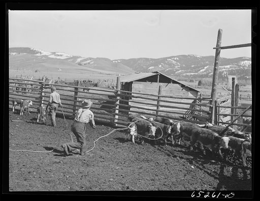 Untitled photo, possibly related to: Bitterroot Valley, Montana. Roping a calf