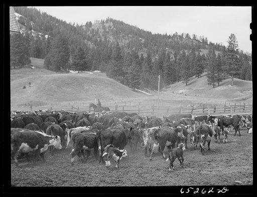 Bitterroot Valley, Montana. Driving cattle into corral for branding and dehorning
