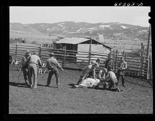 Bitterroot Valley, Montana. Dehorning a calf