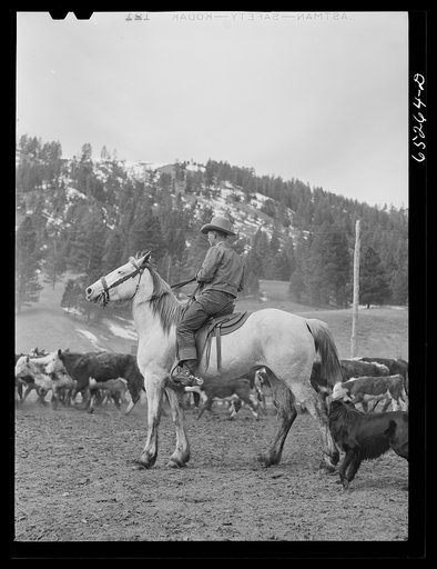 Bitterroot Valley, Montana. Driving cattle into corral for branding and dehorning