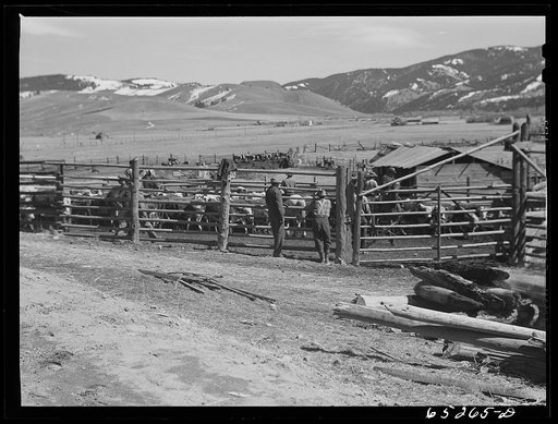 Untitled photo, possibly related to: Bitterroot Valley, Ravalli County, Montana. Cattle in corral on a ranch