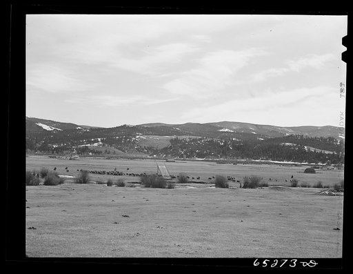 Bitterroot Valley, Ravalli County, Montana. Driving cattle for branding and dehorning