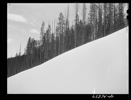 Ravalli County, Montana. Snow banks and timber along U.S. highway number ninety-three