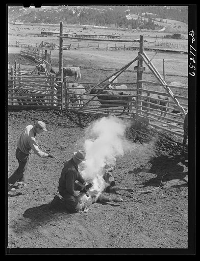 Bitterroot Valley, Montana. Branding calf