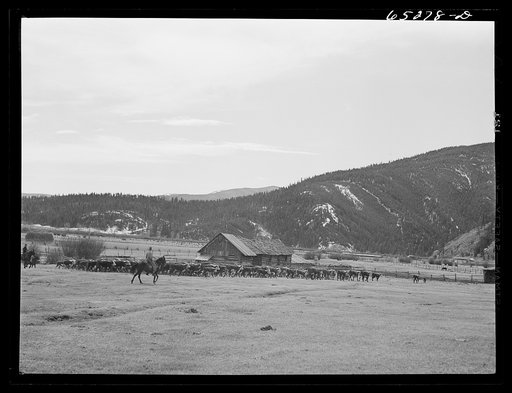 Bitterroot Valley, Ravalli County, Montana. Driving in cattle for branding and dehorning