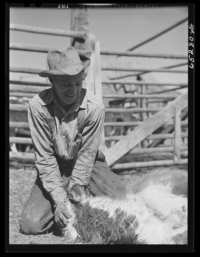 Untitled photo, possibly related to: Bitterroot Valley, Montana. Holding down a calf