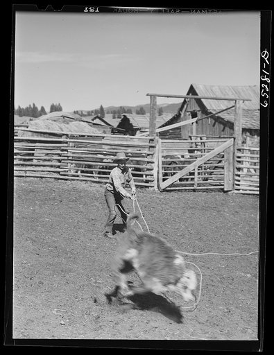 Untitled photo, possibly related to: Bitterroot Valley, Montana. Roping a calf