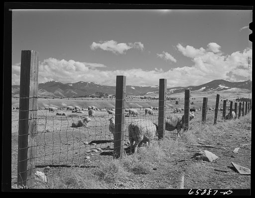 Ravalli County, Montana. Ewes during lambing season