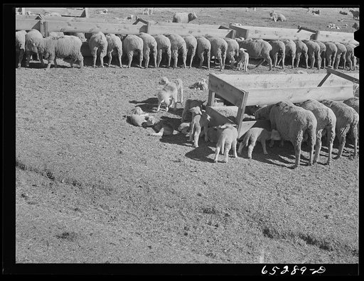 Untitled photo, possibly related to: Ravalli County, Montana. Ewes and lambs