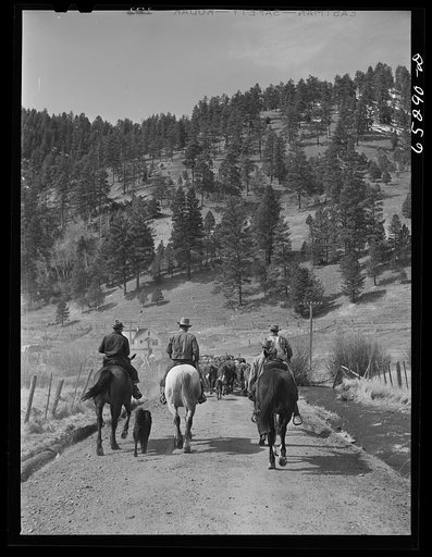 Bitterroot Valley, Ravalli County, Montana. Driving cattle into corral for branding and dehorning