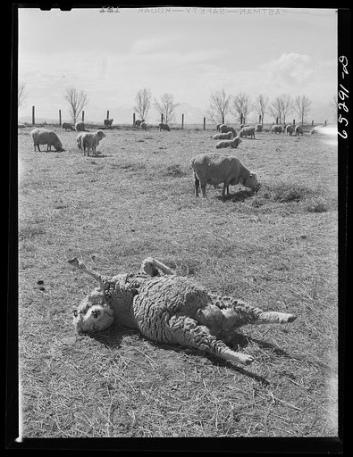 Ravalli County, Montana. Ewe giving birth to lamb