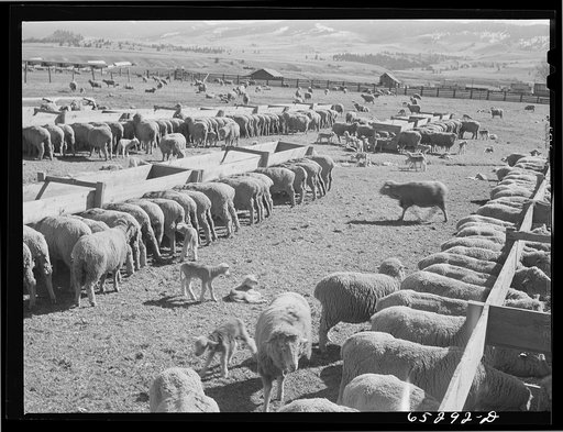 Untitled photo, possibly related to: Ravalli County, Montana. Ewes and lambs